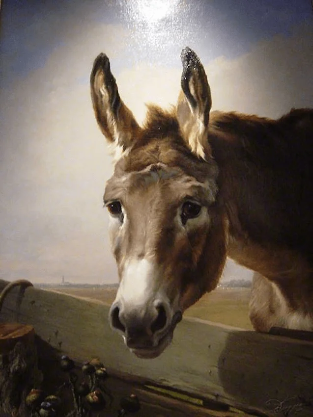 Portrait d'âne 65x55 cm — Daniel Trammer