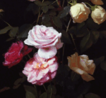 Lumière de roses 100x70 cm – Image 3